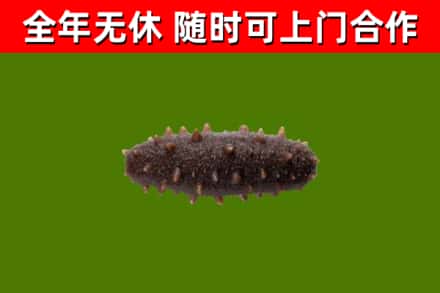 宣威市烟酒回收干海参.jpg